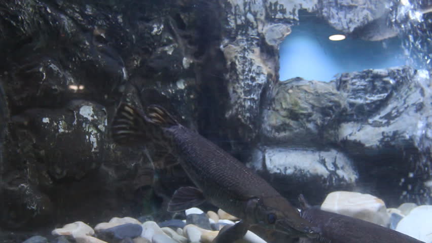 Header of alligator gar