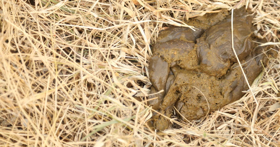 Cow Dung Stock Video Footage - 4K and HD Video Clips | Shutterstock