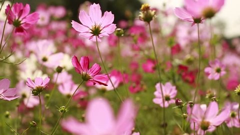 Hoa Cosmos (Cosmos flowers): Hoa Cosmos có tên gọi đẹp là \