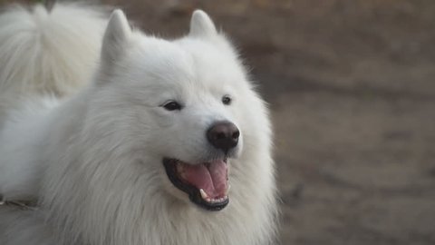 45+ Samoyed Chow Chow