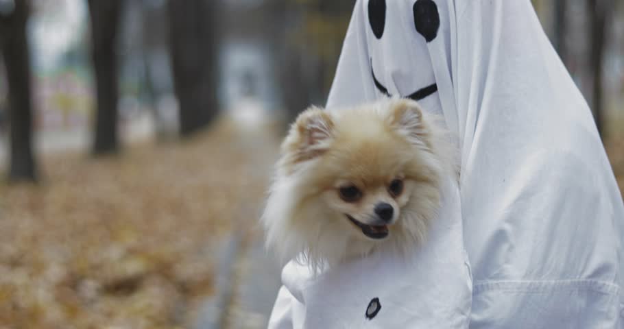 Dogs In Ghost Halloween Costumes Image - Free Stock Photo - Public ...