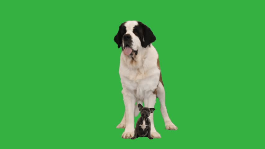 St Bernard And Bulldog On Stock Footage Video 100 Royalty Free 1018490305 Shutterstock