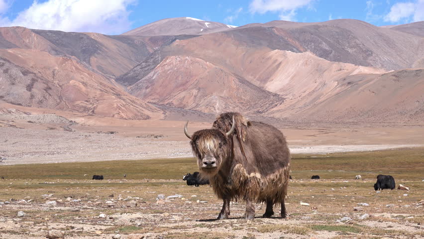 Shaggy Cattle livestock image - Free stock photo - Public Domain photo ...