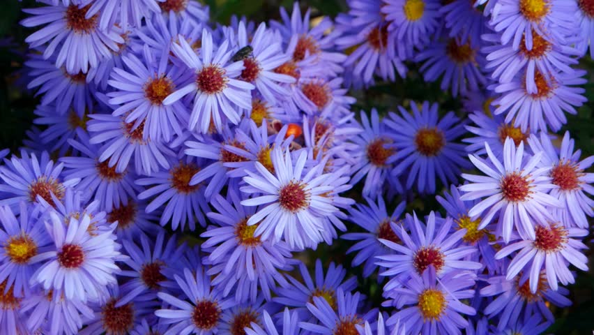 Blue Flower with yellow Center image - Free stock photo - Public Domain ...