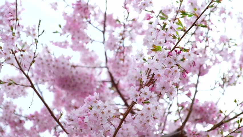 Moving Pink Blooming Sakura Cherry Blossom Background In Spring