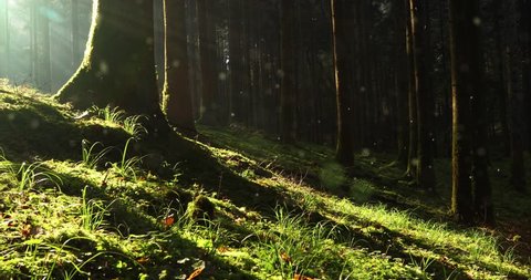1000 Forest Floor Stock Video Clips And Footage Royalty Free
