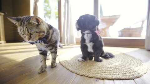 Cat And Black Dog At Stock Footage Video 100 Royalty Free