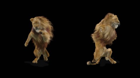 3d Dog Sex - Lion cg fur 3d rendering animal realistic cgi vfx animation loop alpha  dance composition 3d mapping