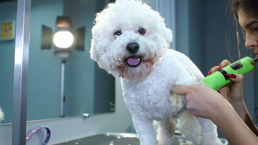 Close Up Of A Woman Grooming A Fluffy White Dog In A Veterinary