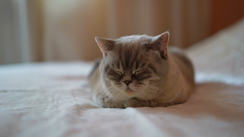 4k00 06cute Cat Snoozing On Bed Domestic Pet British Shorthair