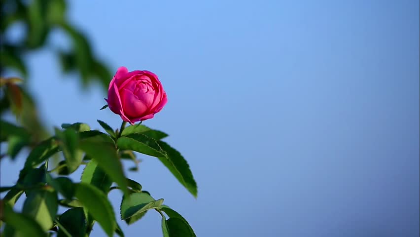 Light Pink Color Rose On Blue Sky Background