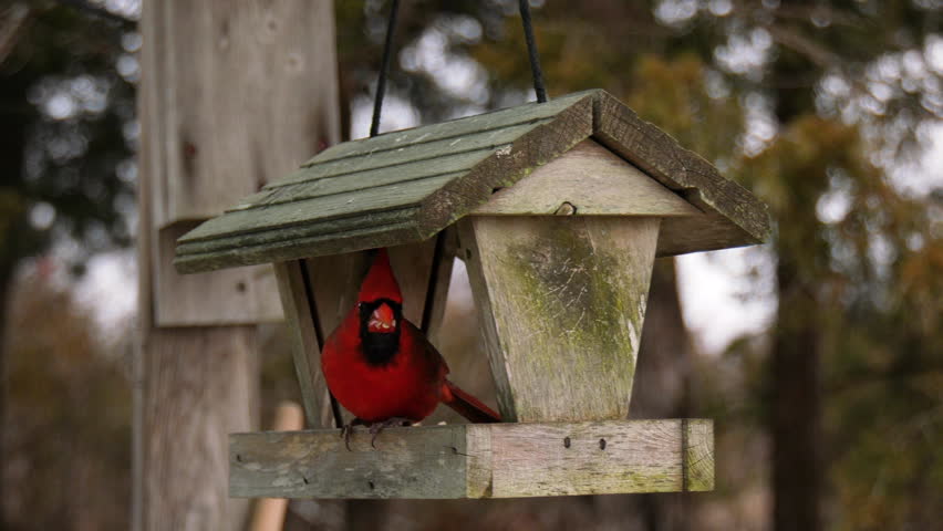 Cardinal Birds On A Wooden Bird Feeder