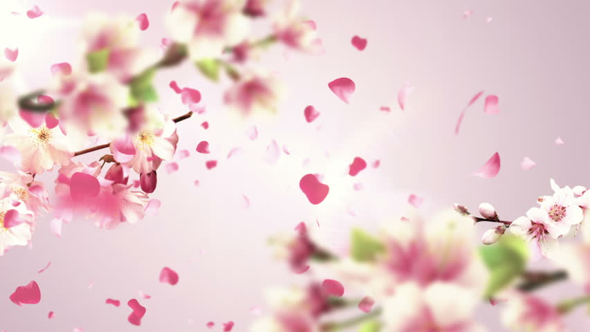 Animation of Falling Petals of Stock Footage Video (100% Royalty-free