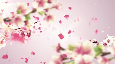 Animation Falling Petals Sakura Flowers Sakura Stock Footage Video (100%  Royalty-free) 10249985 | Shutterstock