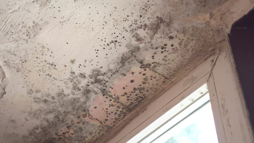 Black Mold Stachybotrys Chartarum Common Stock Footage Video 100 Royalty Free 1025309285 Shutterstock