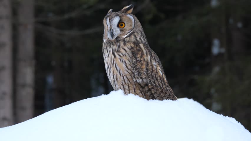 Long Eared Owl in the Branches image - Free stock photo - Public Domain ...