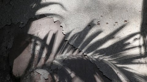 Manila palm tree shadows reflected on the old concrete wall coated with peeled textured paint