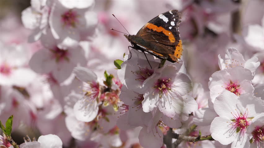 Red Admiral Butterfly -- Vanessa atalanta image - Free stock photo ...