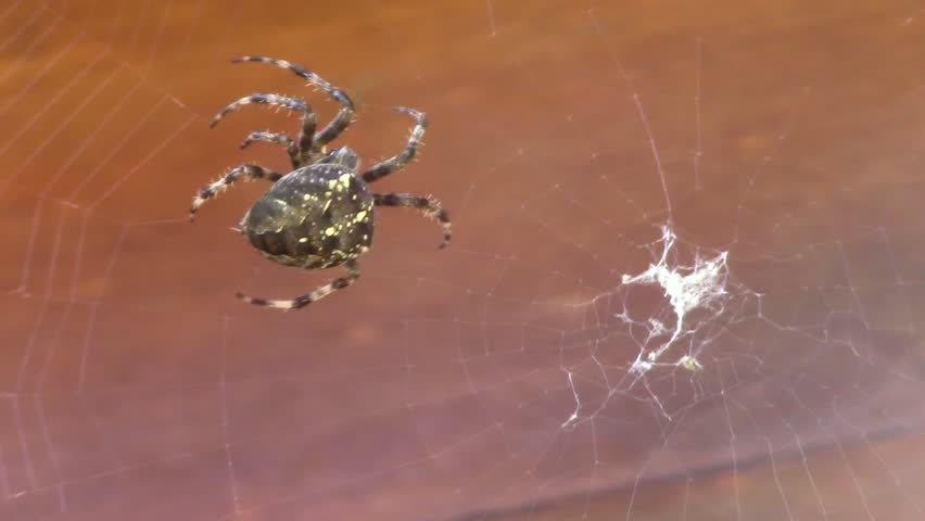 Spider. Garden Cross Spider. (cross Stock Footage Video (100% Royalty,free) 1028312855