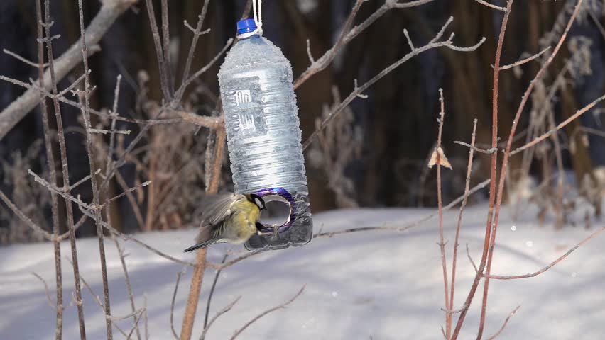 Birds Great Tit Parus Major Stock Footage Video 100 Royalty