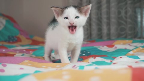 Little Baby Pussy - Portrait of white kitten, baby cat. slow motion video, beautiful, cute  kitty is meowing to camera.