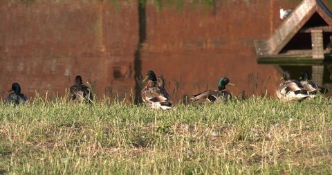 Vintage 1920s Chicken Boy Porn - 4k summer morning high quality video footage of ducks playing and feeding  near water pond in small vintage town sergiev posad in moscow oblast in  central russia