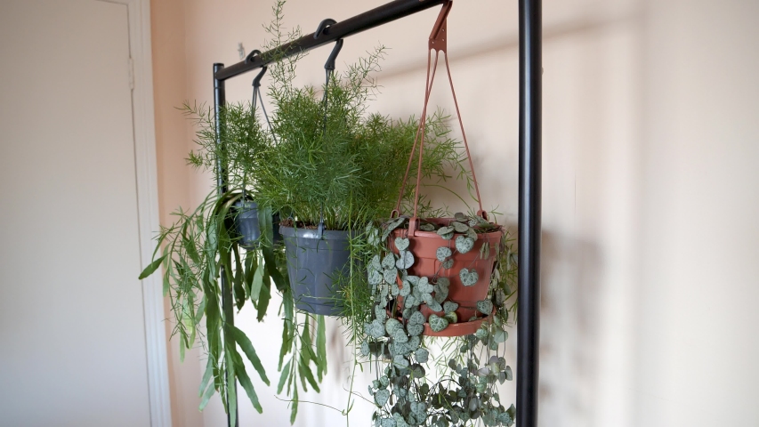 Hanging Plants In A Flat Stockvideos Filmmaterial 100