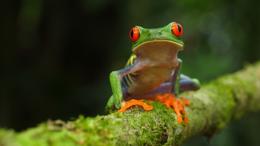 Red-Eyed Tree Frog - Agalychnis callidryas image - Free stock photo ...