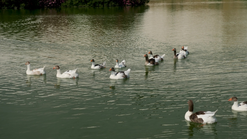 Group of Geese swimming in a lake image - Free stock photo - Public ...