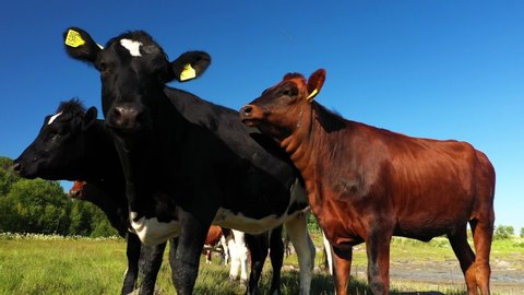 Failed Attempt Of Mating As A Bull Climbing On A Cows Back