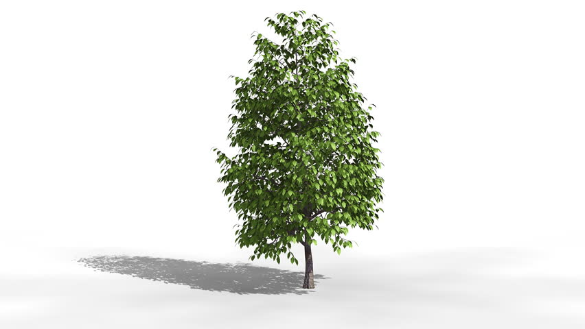 Growing Tree On White Background, Isolated Object. Convenient For