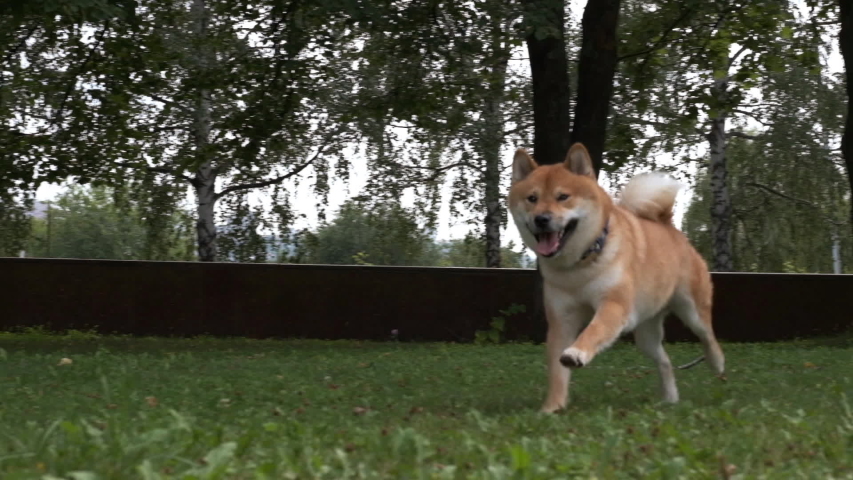 Curious Smiling Shiba Inu Dog Stock Footage Video 100 Royalty Free 1035441425 Shutterstock