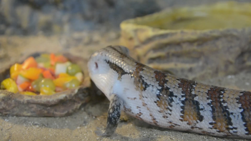 Blue Tongued Skink image - Free stock photo - Public Domain photo - CC0 ...