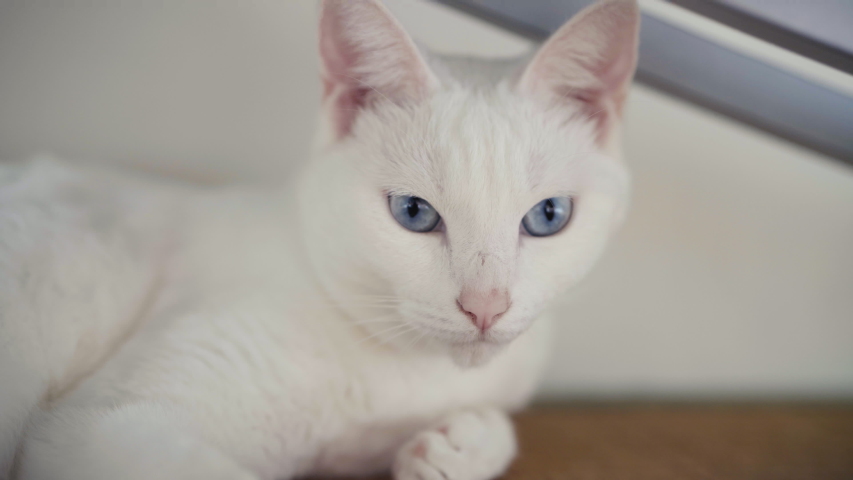 White Japanese Cat Short Hair Stock Footage Video 100 Royalty