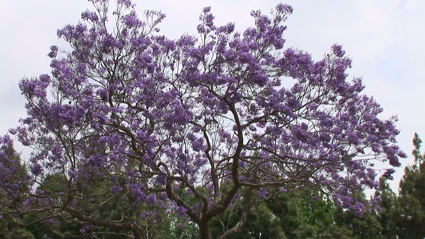 jacaranda tree with purple flowers