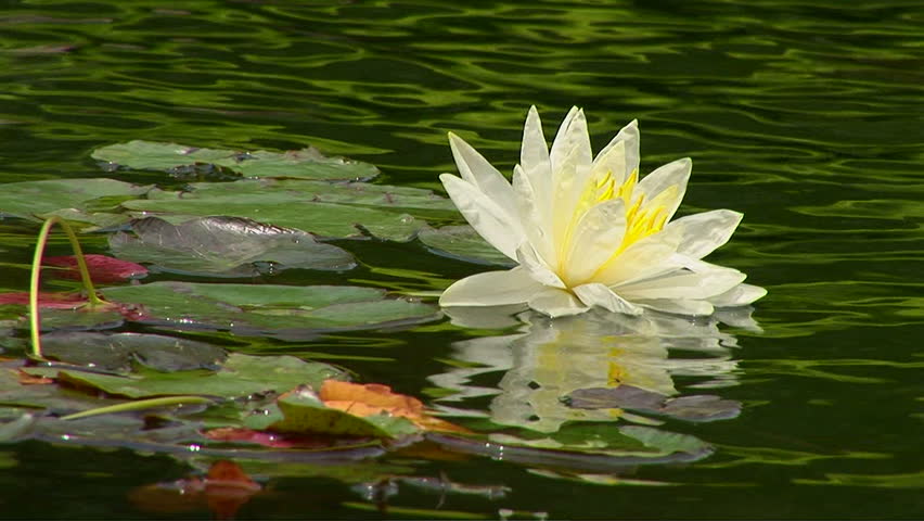 Lily Pads in Koi Pond Stock Footage Video (100% Royalty-free) 1036855
