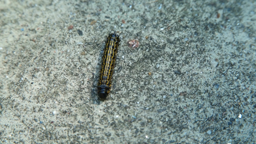 Furry Caterpillar Crawling On The Ground Image Free Stock Photo 