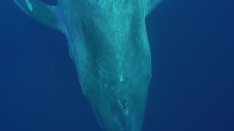 Blue Whales Sri Lanka Stock Video Footage 4k And Hd Video Clips