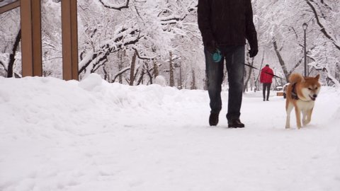 Man Is Walking In The Park With A Beautiful Red Dog Shiba Inu Breed Close Up Snowfall Sidewalk Tree Branches And Bushes Are Covered With A Thick Layer Of Snow In The Background Slow Motion 4k