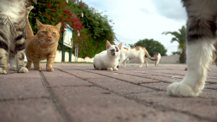 Two Cute Cats in the street image - Free stock photo - Public Domain ...