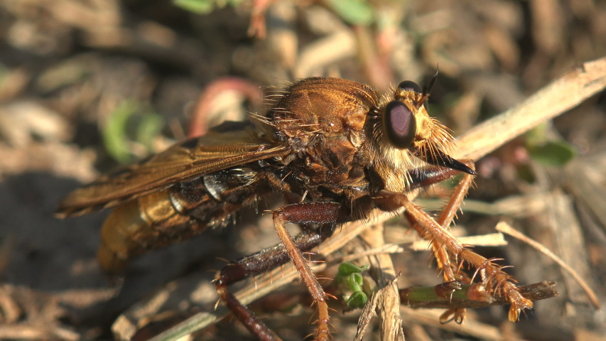 Robber fly. Fly. Ктырь комар. Robber fly yellow. Robber fly.