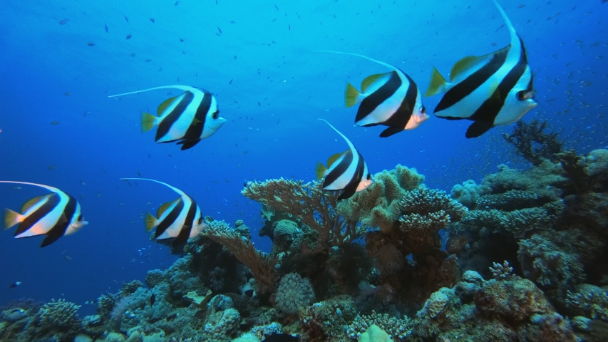 Tropical Fish Banner Fish On Coral Reef Free Stock Video Footage