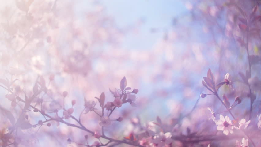 Pink Sakura Tree Free Stock Video Footage Download Clips Nature