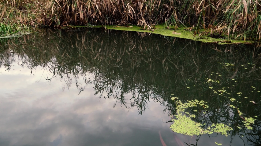 Side of the lake with reeds and trees image - Free stock photo - Public ...