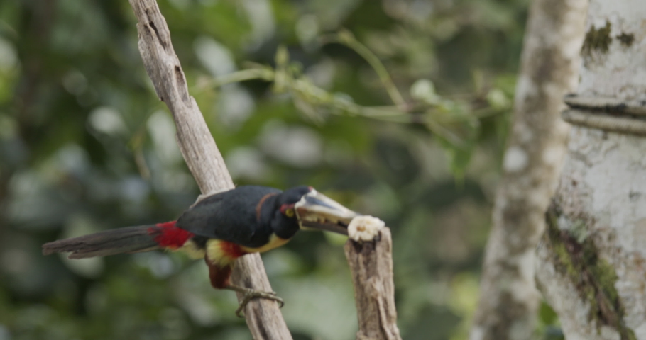 Collared Aracari Toucan - Pteroglossus torquatus image - Free stock ...