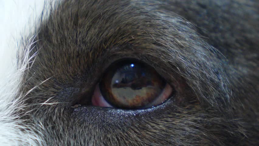 Close-up Of Dogs Eye. Hd, Stock Footage Video (100% Royalty-free 