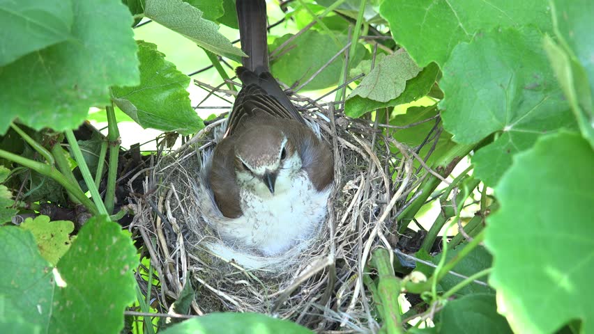 4K Mother Bird Fly To Settle For Keep Warm Baby Bird In Nest In The Forest, Crying With Open ...