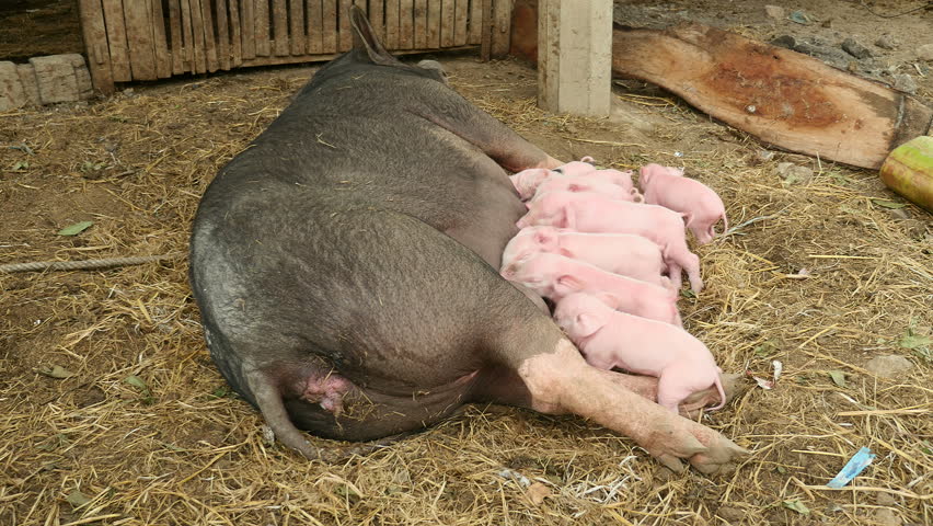 Pigs Have Sex On Livestock Farm Stock Footage Video 5040818 | Shutterstock