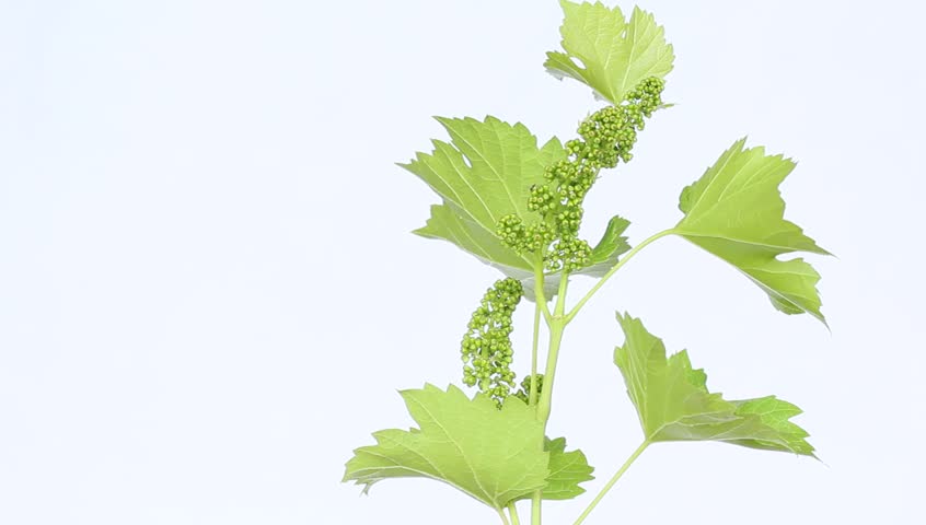 Header of raceme