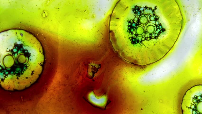 Live In A Drop From Pond (green Cells) Under Microscope, Magnification ...